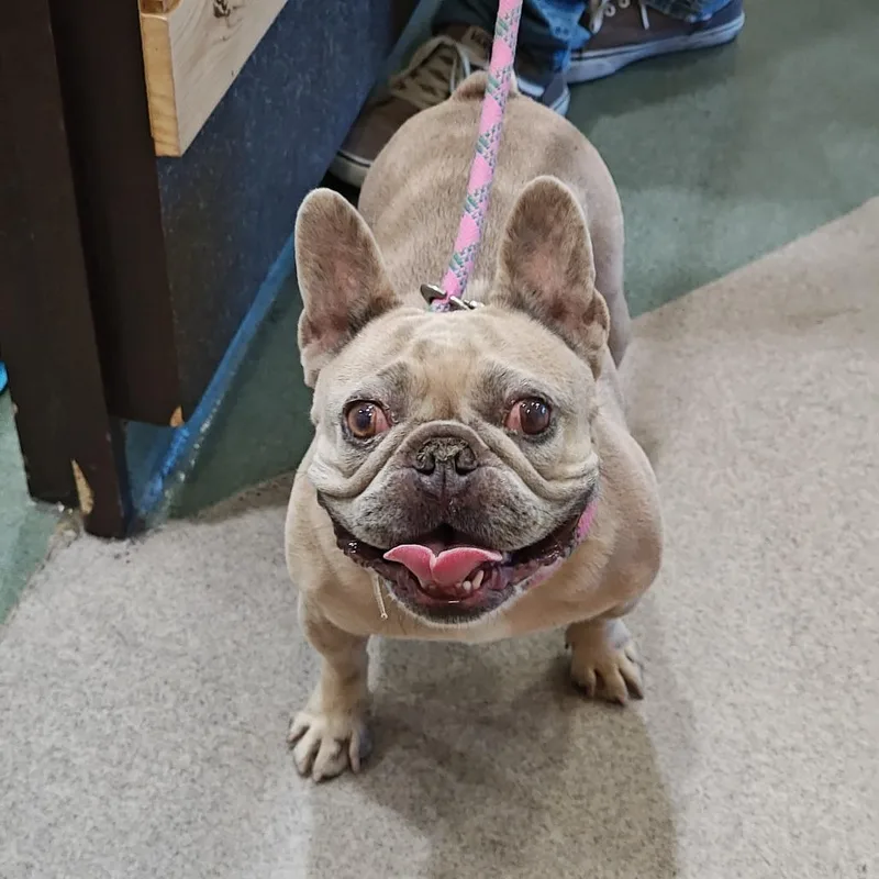 An adult small-sized female Yellow / Tan / Blond / Fawn French Bulldog dog named IEPAStray for adoption in Upland, CA
