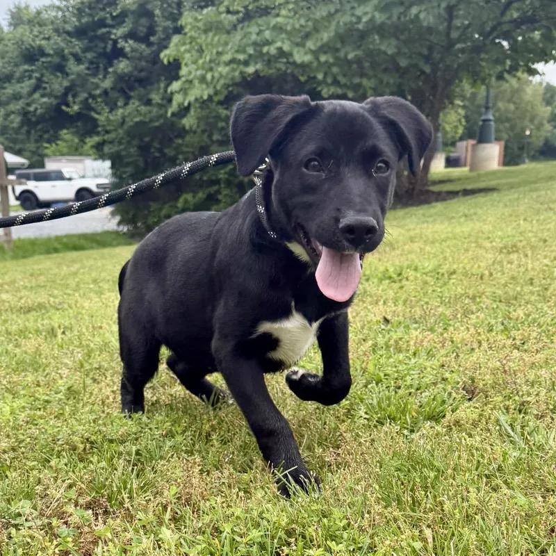 A baby small-sized male Black Labrador Retriever dog named K for adoption in Union, MO
