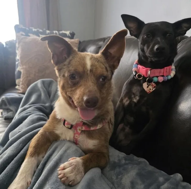 Gretchen thumbnail 4