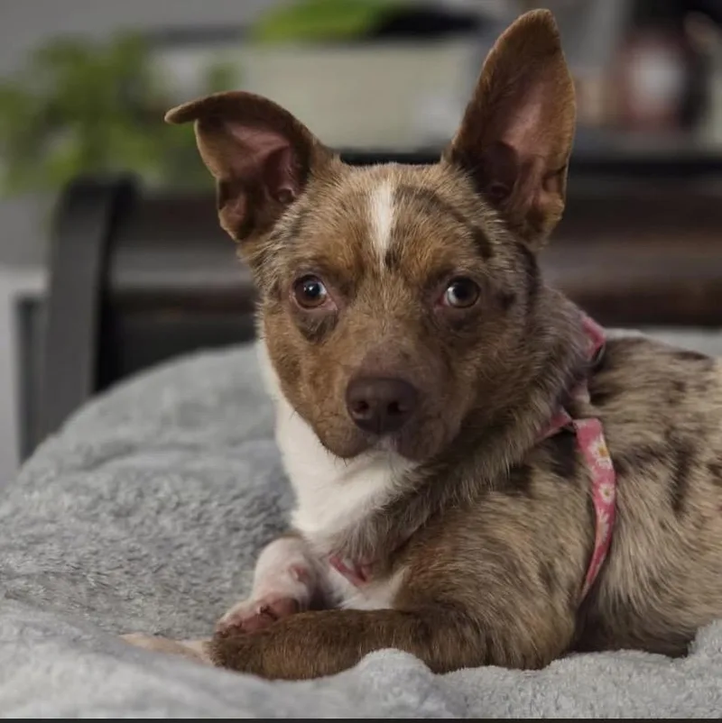 Gretchen thumbnail 6