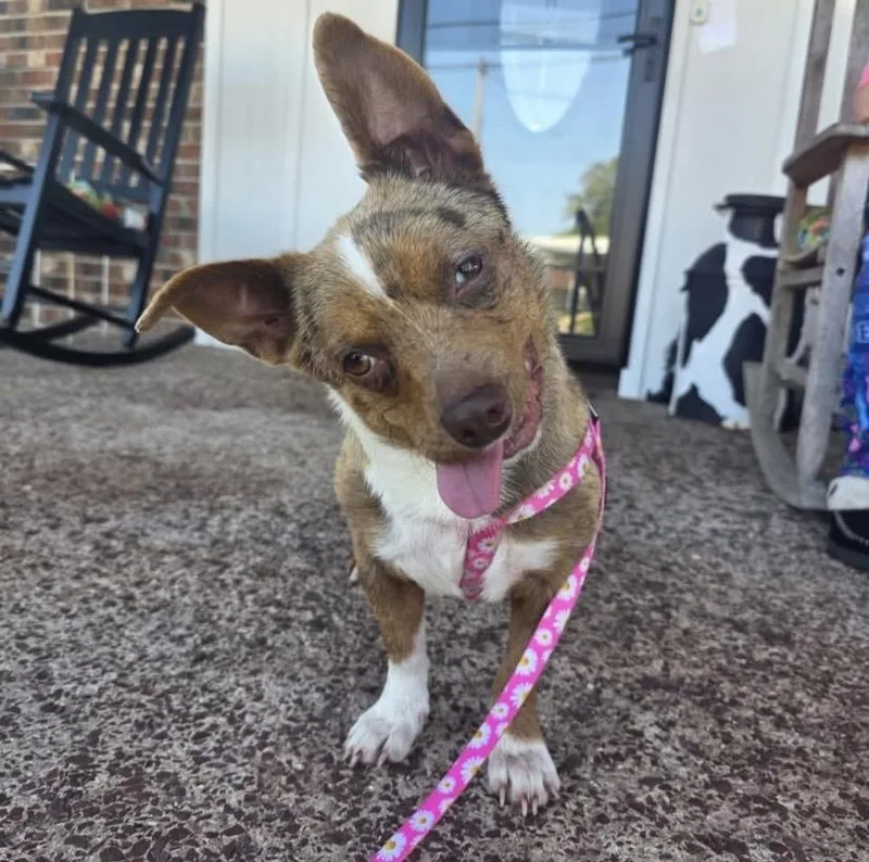 A baby medium-sized female Chihuahua dog named Gretchen for adoption in Philadelphia, PA