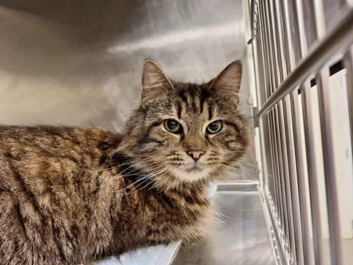 An adult medium-sized female Domestic Long Hair cat named Maisey for adoption in Hagerstown, MD