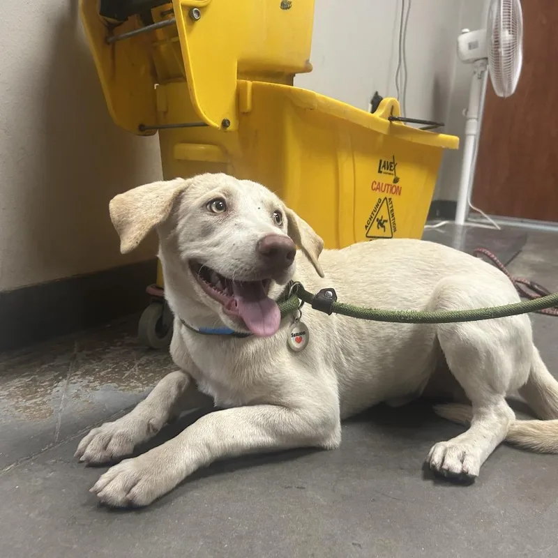 A young medium-sized male White / Cream Labrador Retriever dog named Alvin for adoption in Yuma, AZ