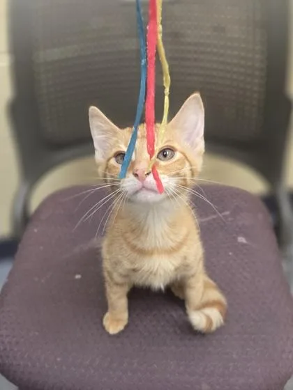 A baby small-sized male Domestic Short Hair cat named Doc for adoption in Westland, MI