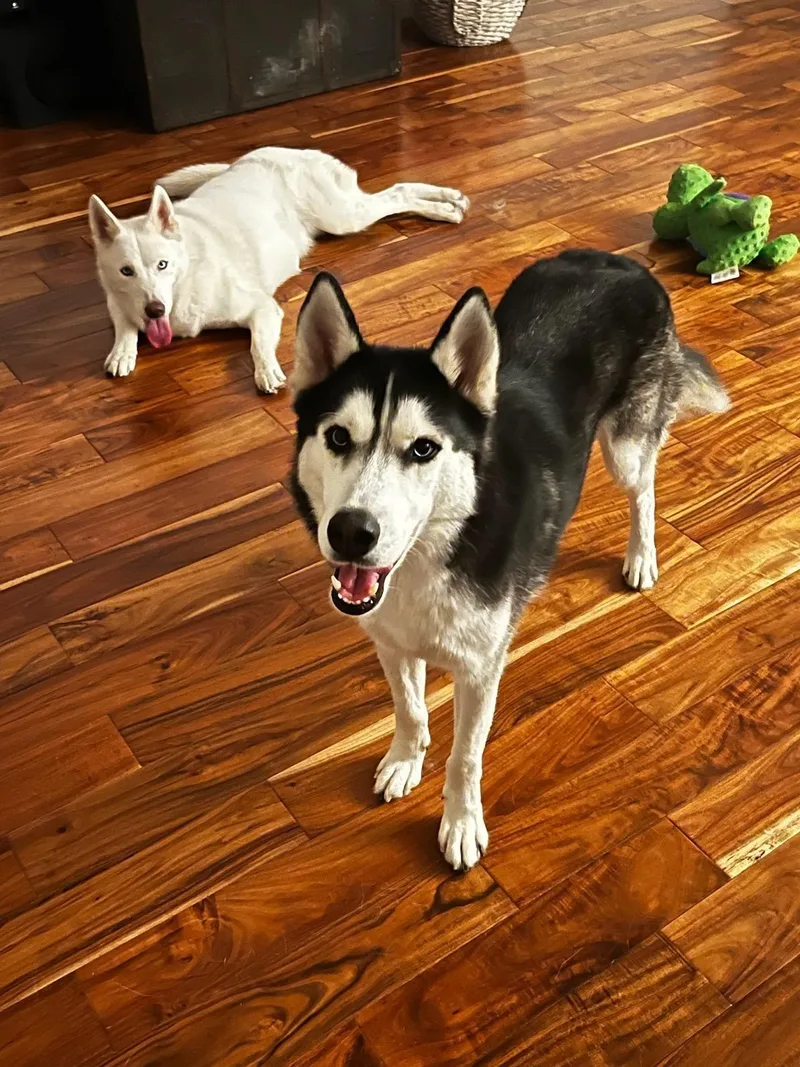 An adult medium-sized male Black Siberian Husky dog named Blue for adoption in Menifee, CA