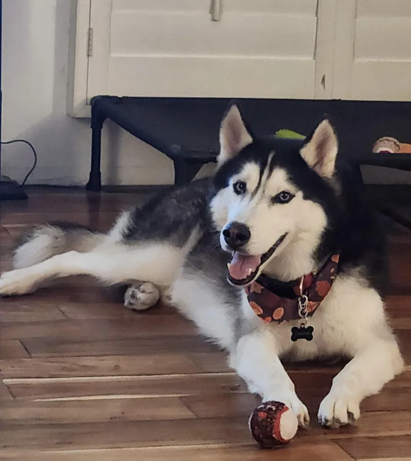Blue thumbnail 4