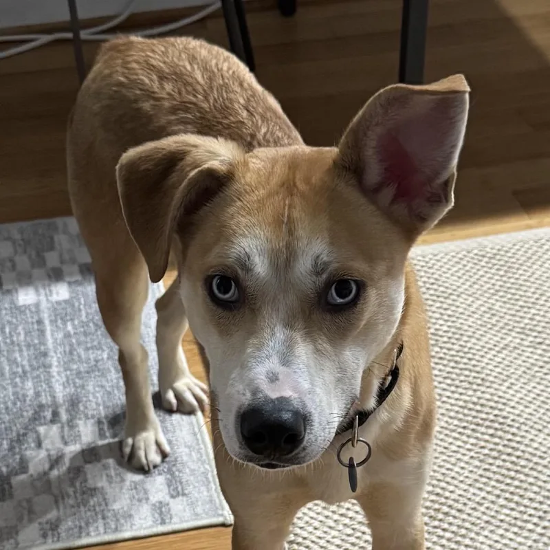 A young medium-sized male Yellow / Tan / Blond / Fawn Husky dog named Prince for adoption in Washington, DC