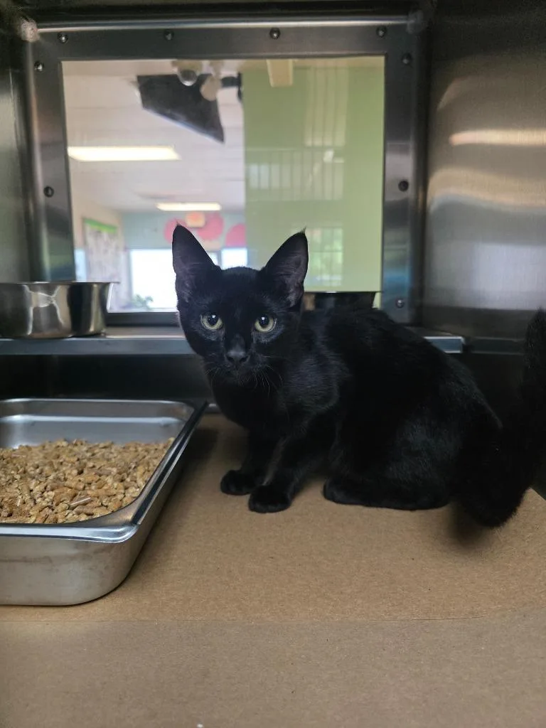 A baby medium-sized female Domestic Short Hair cat named Pokey for adoption in Nacogdoches, TX