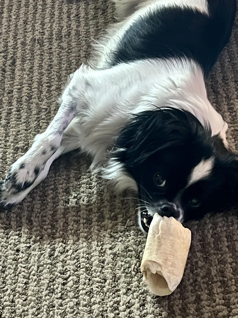 A young small-sized male Pomeranian dog named Hobbs for adoption in Palatine, IL