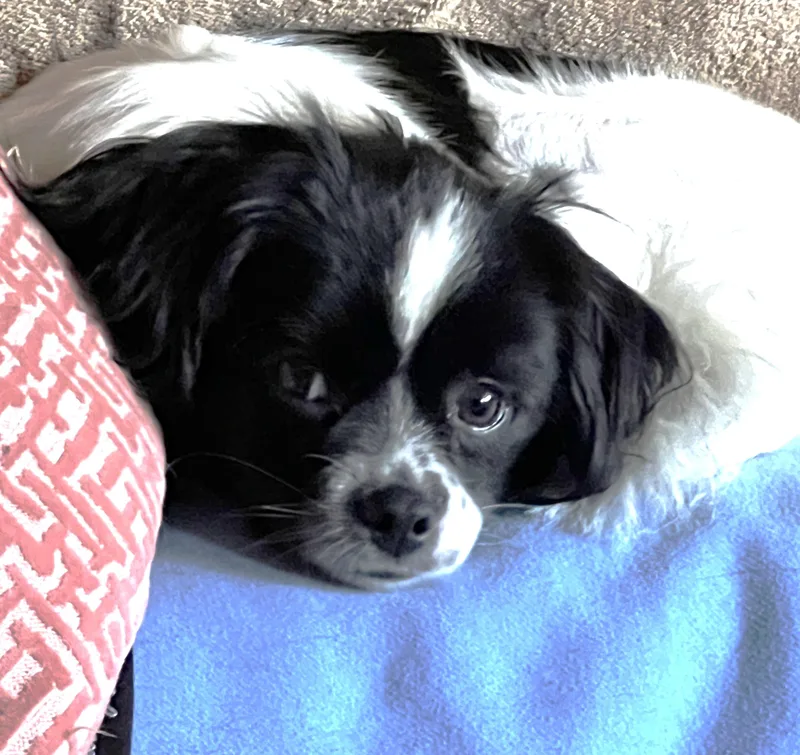 Hobbs thumbnail 2
