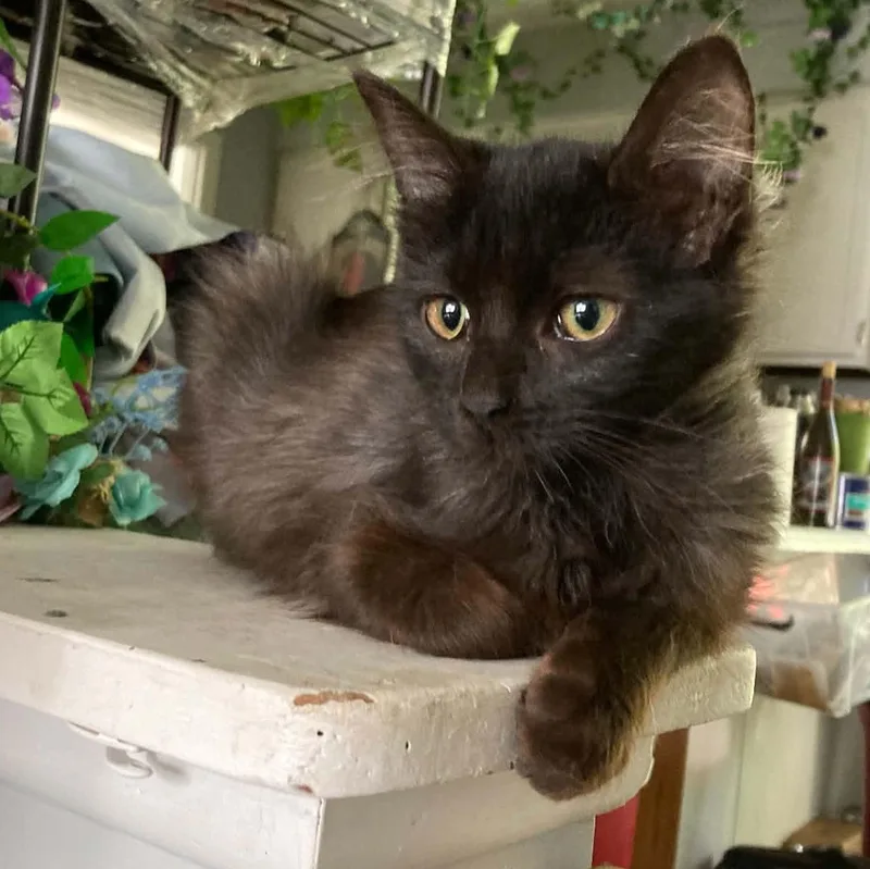 A baby medium-sized female Domestic Medium Hair cat named Velvet for adoption in Martinsville, IN