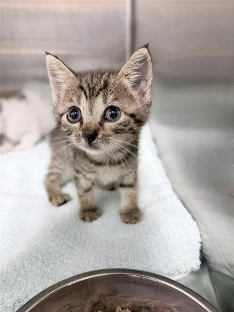 A baby small-sized female Brown / Chocolate Domestic Short Hair cat named Sand Star for adoption in Tavares, FL