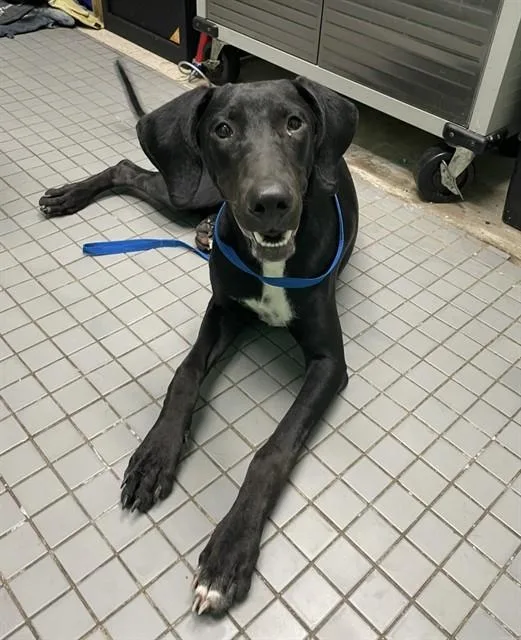 A young medium-sized female Great Dane dog named Chuchu for adoption in Killeen, TX