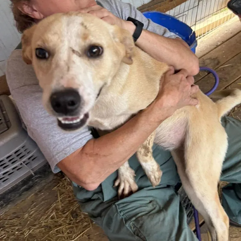 An adult medium-sized female Yellow / Tan / Blond / Fawn Mixed Breed dog named Blondie for adoption in Frederick, MD