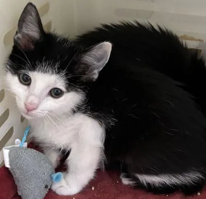 A young small-sized female Domestic Short Hair cat named A Lunarpetsmart Mt. Pleasant for adoption in North Charleston, SC