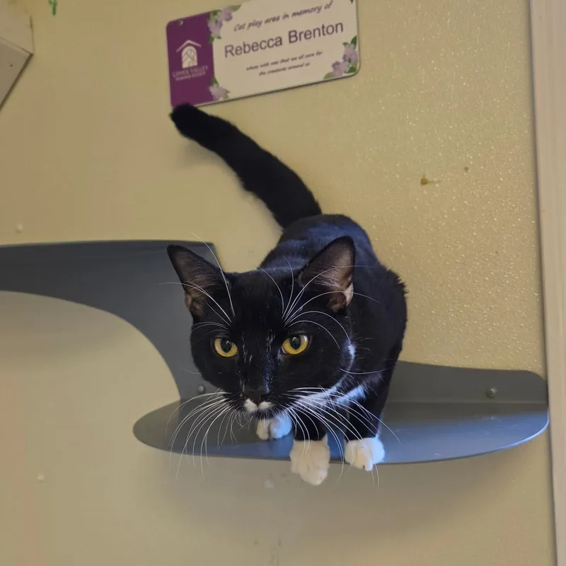 An adult medium-sized male Domestic Short Hair cat named Garfunkel for adoption in Enfield, NH