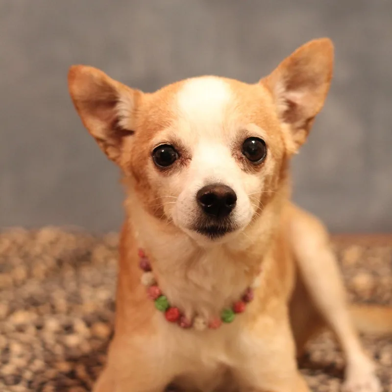 An adult small-sized female Chihuahua dog named Punkin for adoption in Yukon, OK
