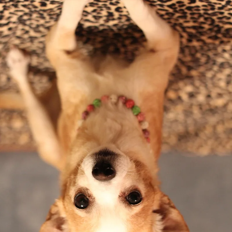 Punkin thumbnail 3