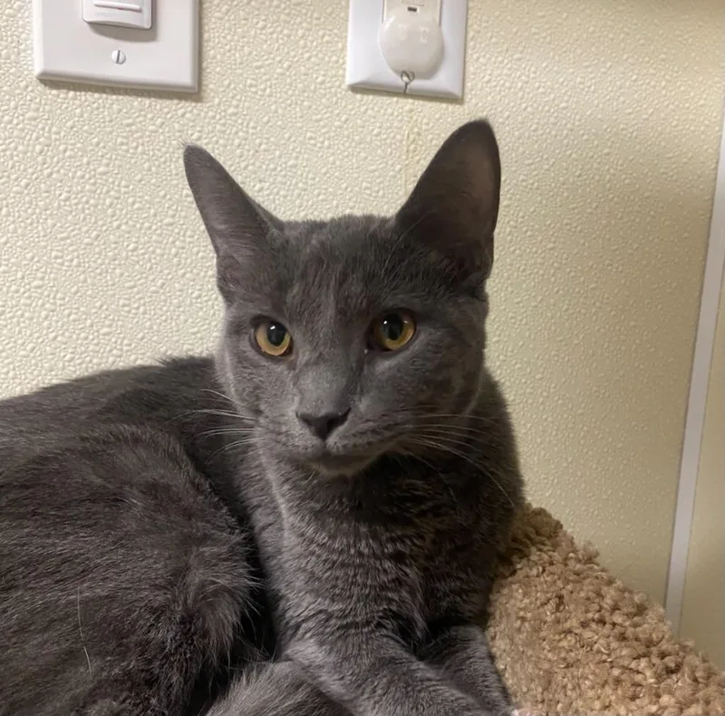 A baby medium-sized male Domestic Short Hair cat named Flapjack for adoption in Sandusky, OH