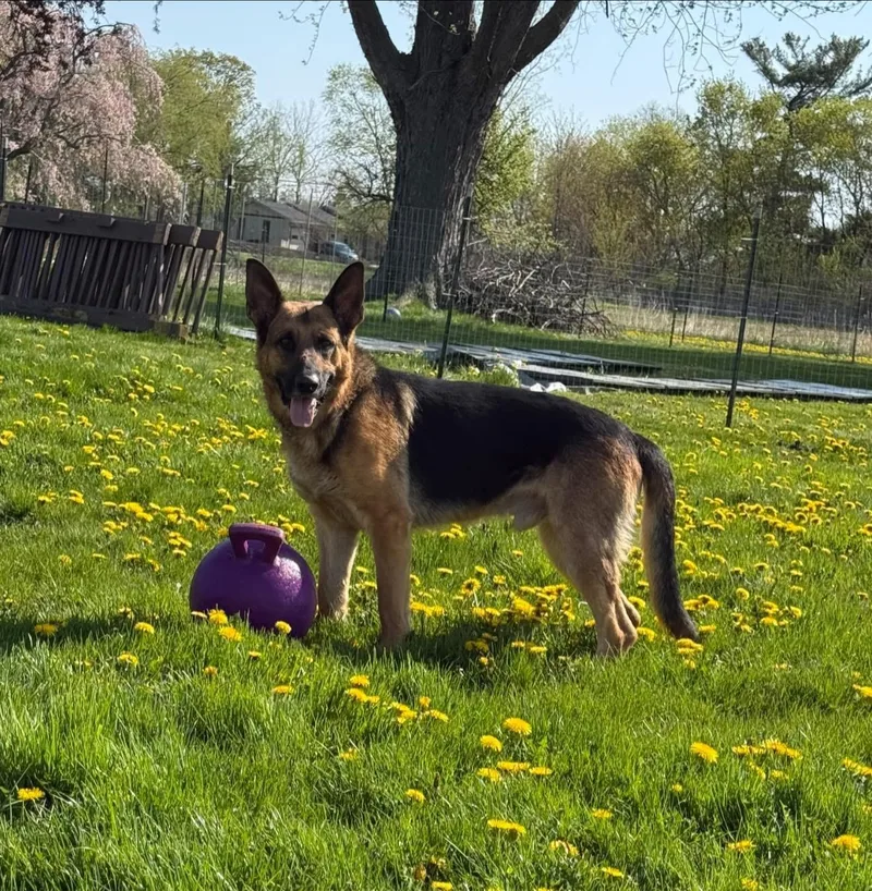 An adult large-sized male Bicolor German Shepherd Dog dog named Juju for adoption in Hilton, NY