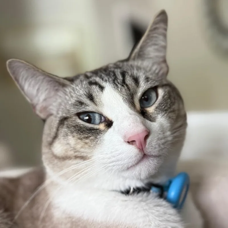 An adult medium-sized male White Domestic Medium Hair cat named Louie for adoption in Jupiter, FL
