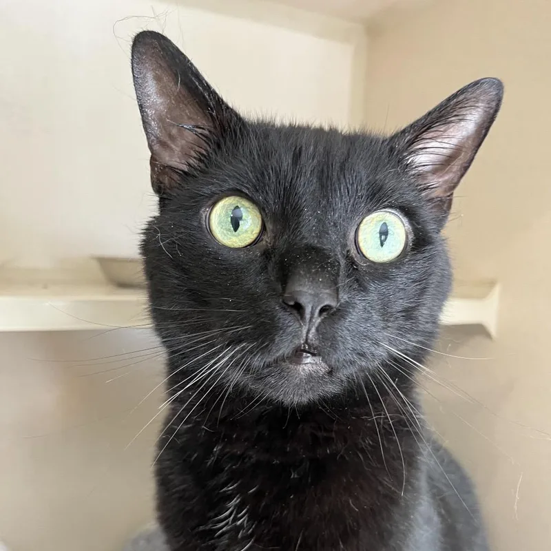 A senior large-sized male Domestic Short Hair cat named Ozzi for adoption in Calverton, NY