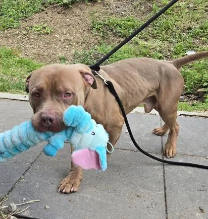 An adult large-sized male Pit Bull Terrier dog named Boas for adoption in Philadelphia, PA