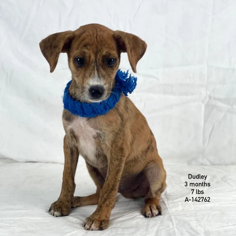 A baby medium-sized male Brown / Chocolate Rat Terrier dog named Dudley Local August for adoption in Brookshire, TX