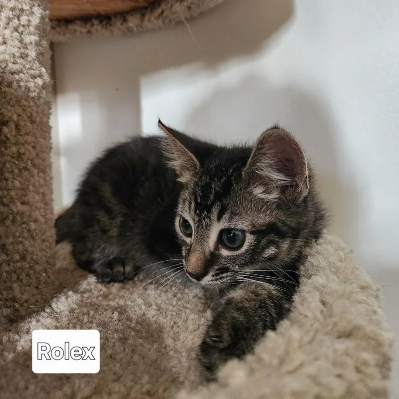 A baby small-sized male Domestic Medium Hair cat named Rolex for adoption in Talent, OR