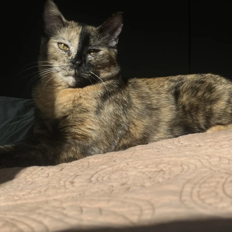 Mocha  Home to