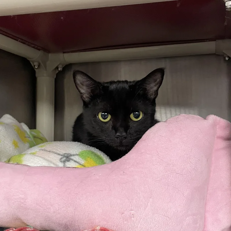 A young medium-sized female Black American Shorthair cat named Gillian for adoption in North Kingstown, RI