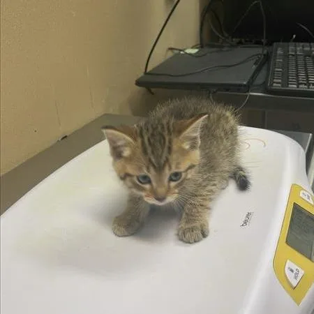 A baby small-sized male Brown / Chocolate Domestic Short Hair cat named Comet for adoption in Tacoma, WA