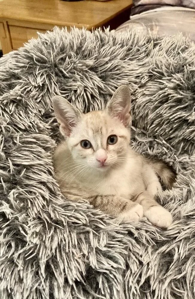 A baby medium-sized female Siamese cat named Sweet Pea for adoption in Little Rock, AR