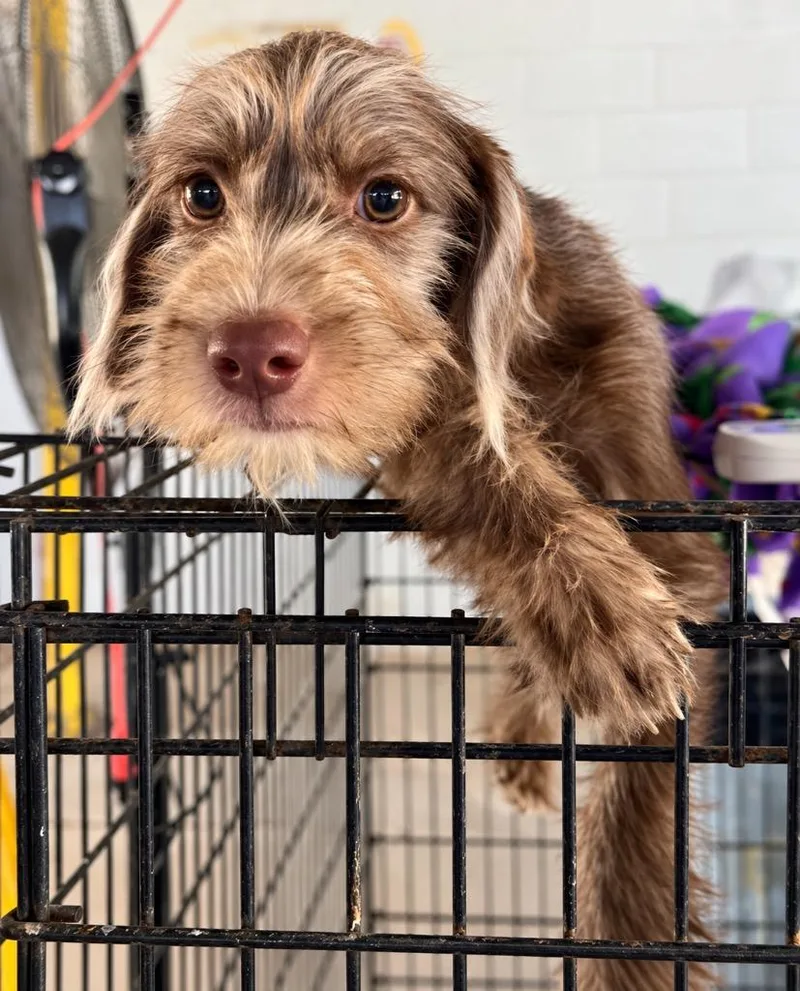 A baby small-sized male Wirehaired Terrier dog named Ferrari for adoption in West Bloomfield, MI