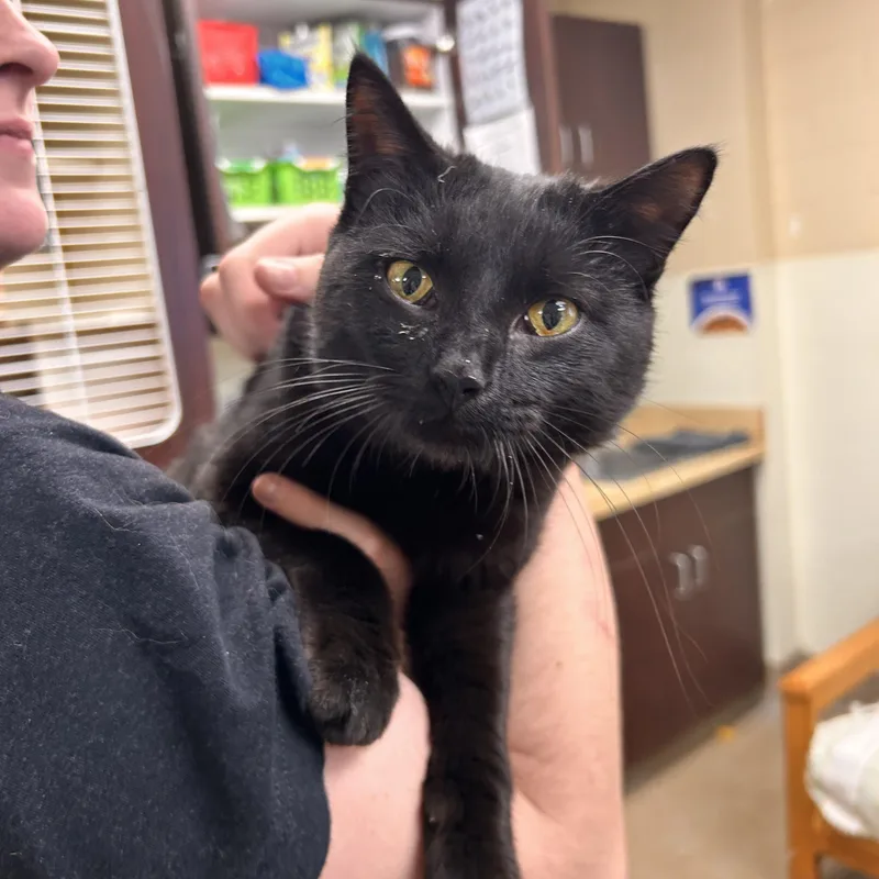 A young medium-sized male Black Domestic Short Hair cat named Lonestar for adoption in Myerstown, PA