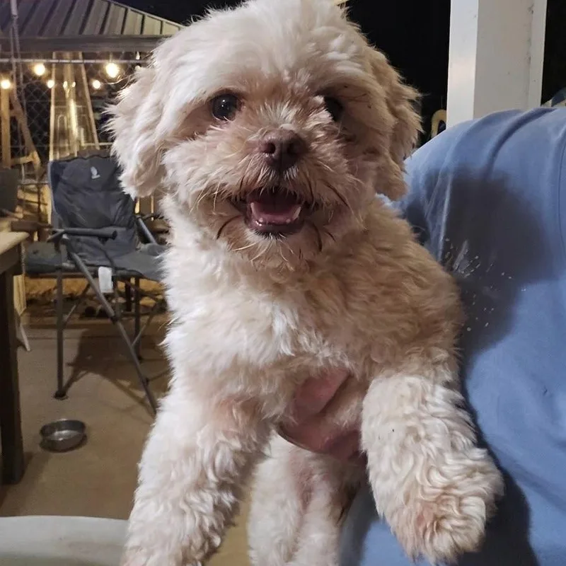 A young small-sized male Shih Tzu dog named Reese's Cup for adoption in Athens, AL
