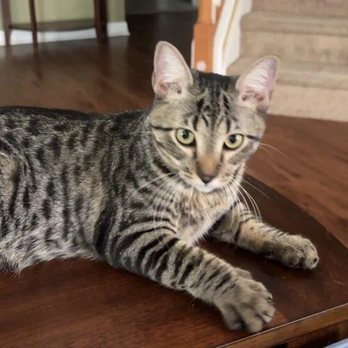 A baby small-sized male Tabby (Brown / Chocolate) Domestic Short Hair cat named Rocky for adoption in Tampa, FL