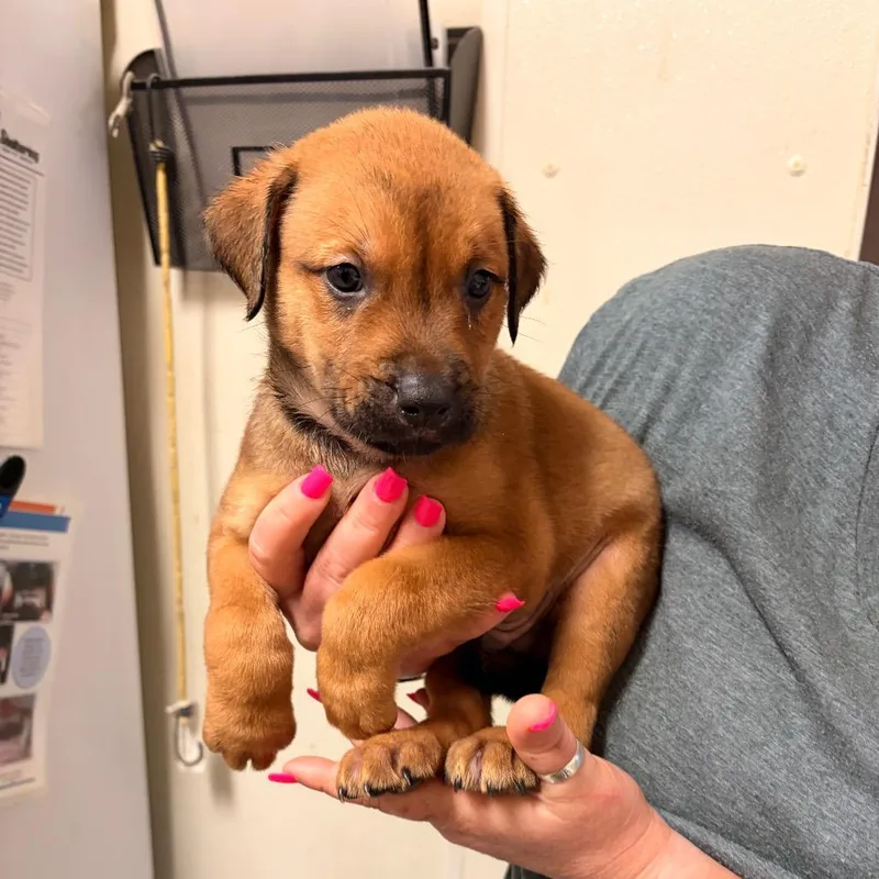 A baby small-sized male Yellow / Tan / Blond / Fawn Great Pyrenees dog named Swizzleberry for adoption in Bryan, TX