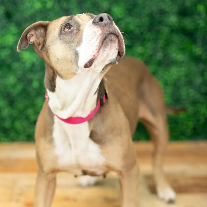 An adult large-sized female Brown / Chocolate Pit Bull Terrier dog named Amaya Papaya for adoption in East Saint Louis, IL