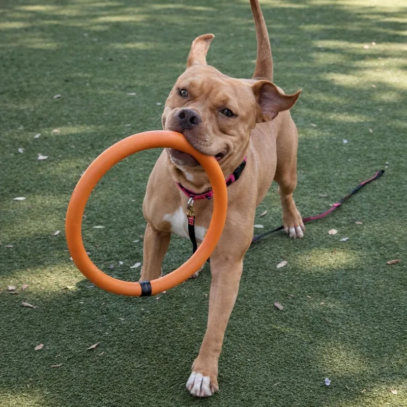 An adult large-sized female Apricot / Beige Mixed Breed dog named Candy for adoption in Sarasota, FL