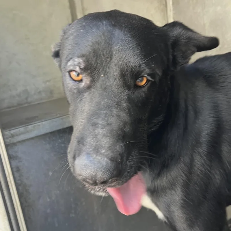 An adult large-sized male Black Shepherd dog named Morty for adoption in Edinburg, TX