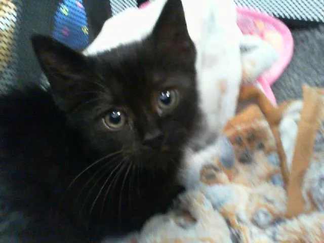 A baby small-sized female Domestic Short Hair cat named A for adoption in Charlotte, NC