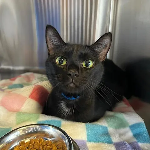 A young medium-sized female Black Domestic Short Hair cat named Key Lime for adoption in Knoxville, TN