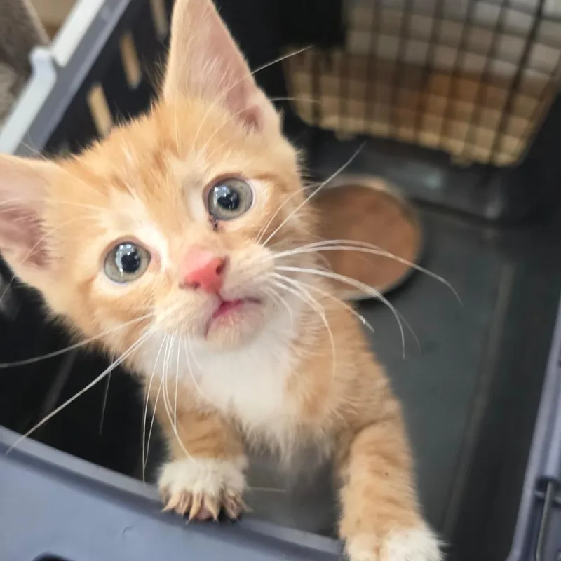 A baby small-sized male Orange / Red Domestic Short Hair cat named Jar Jar Binks for adoption in Chapel Hill, NC