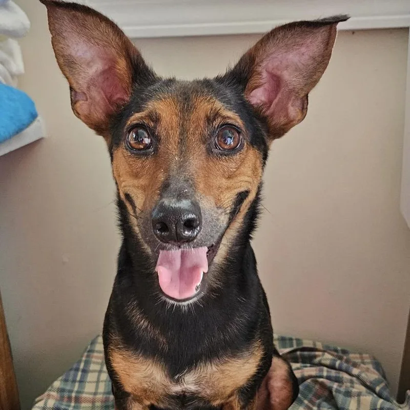 An adult small-sized female Brown / Chocolate Doberman Pinscher dog named Penny Paws for adoption in Lancaster, OH