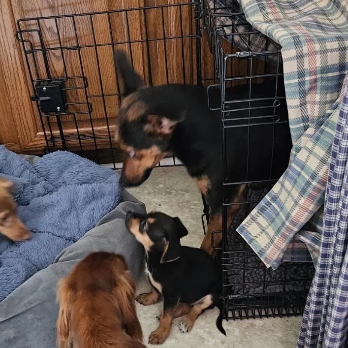 Penny Paws thumbnail 2