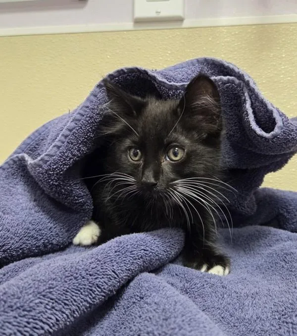 A baby small-sized male Domestic Short Hair cat named Yuno for adoption in Vancouver, WA