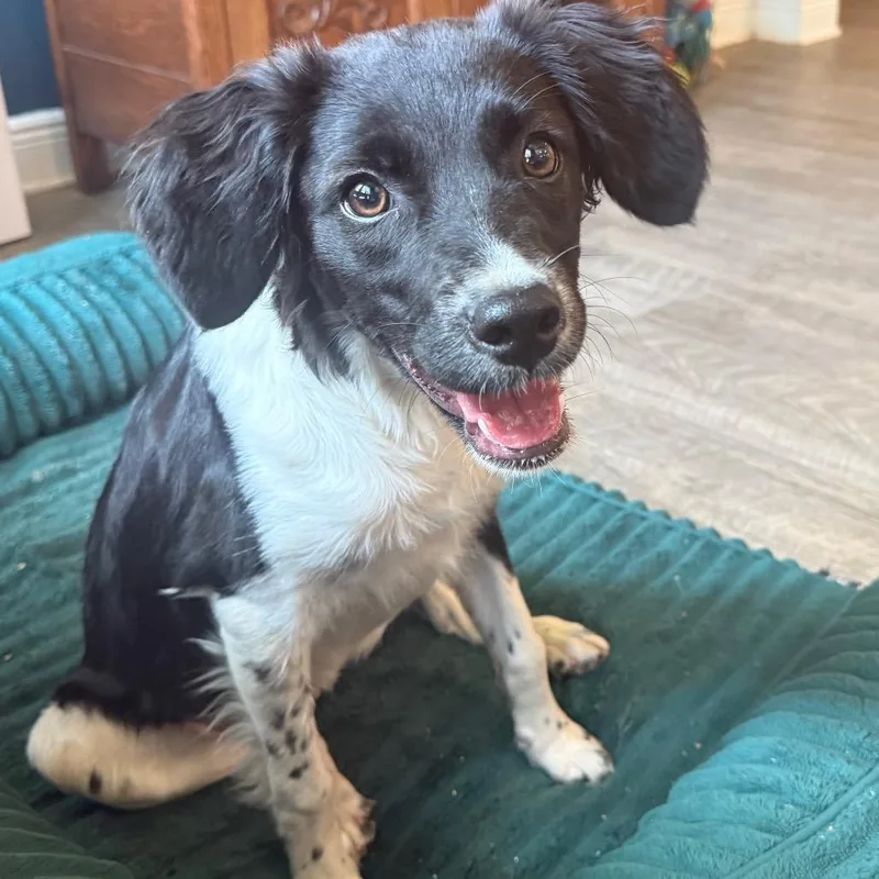 A young medium-sized female Border Collie dog named Martini for adoption in Daphne, AL
