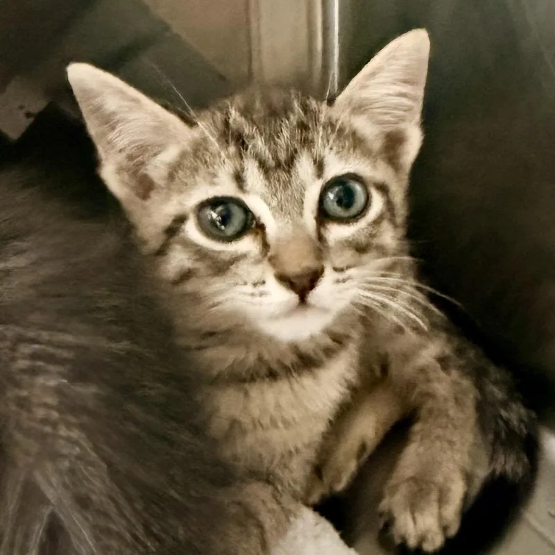 A baby small-sized male Brown / Chocolate Domestic Short Hair cat named Tanner for adoption in Palm Springs, CA