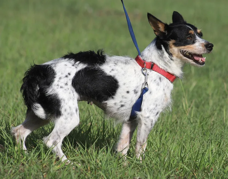 A young small-sized female Terrier dog named Whimsey for adoption in North Fort Myers, FL
